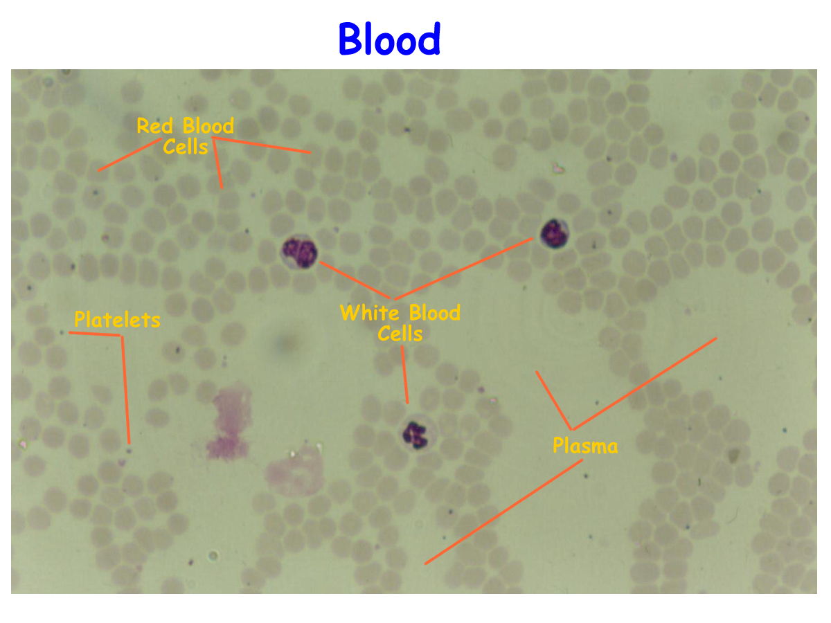 White Blood Cells Slide Labeled